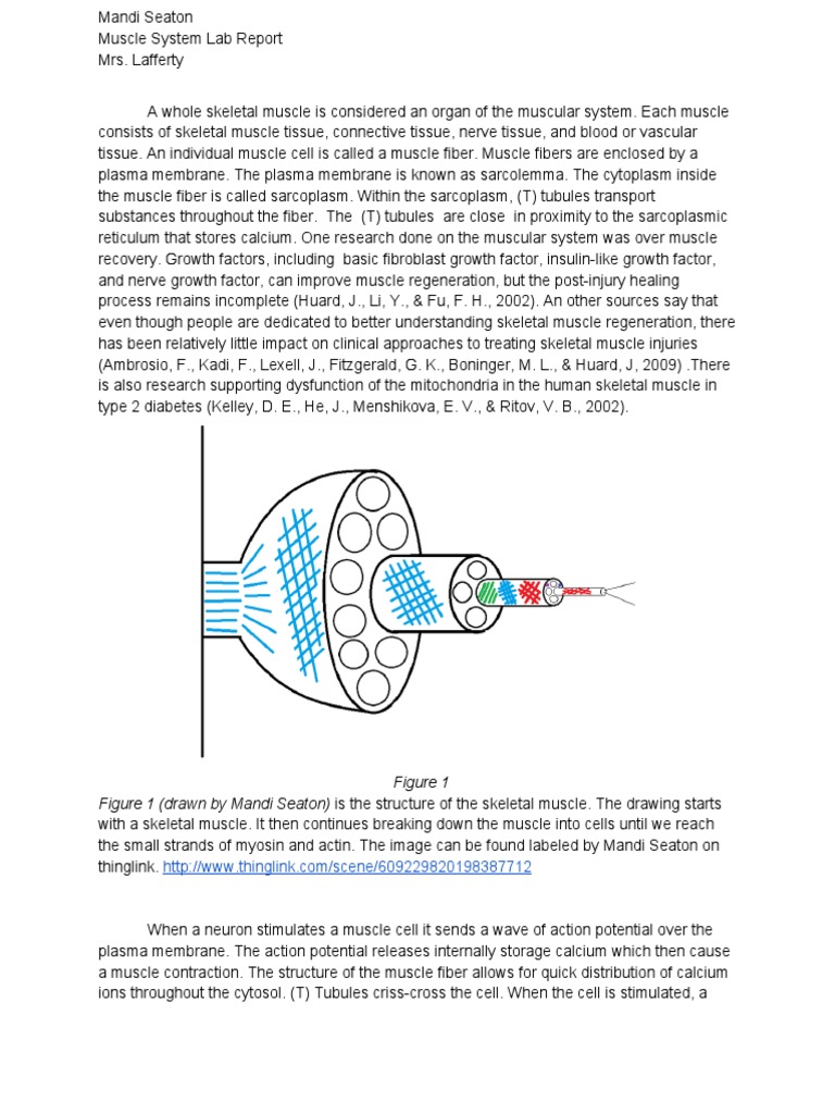 Musclesystemlabreport | PDF | Muscle Contraction | Myocyte