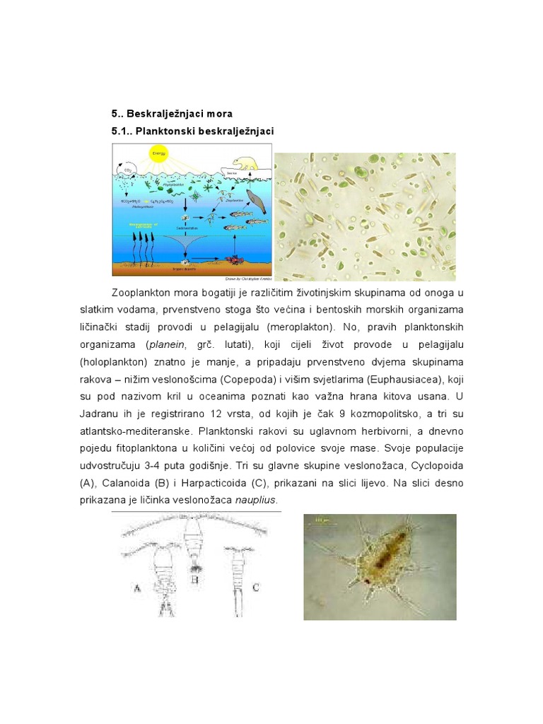 Biodiversity Adriatic Sea Animals PDF