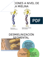 Anatomia Alteraciones