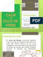 Ciclo de Krebs 