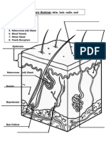 Labelling Integumentary System - KEY