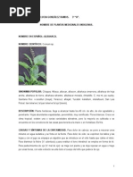 20 Plantas Medicinales en Náhuatl y Español | PDF | Alimentos | Plantas