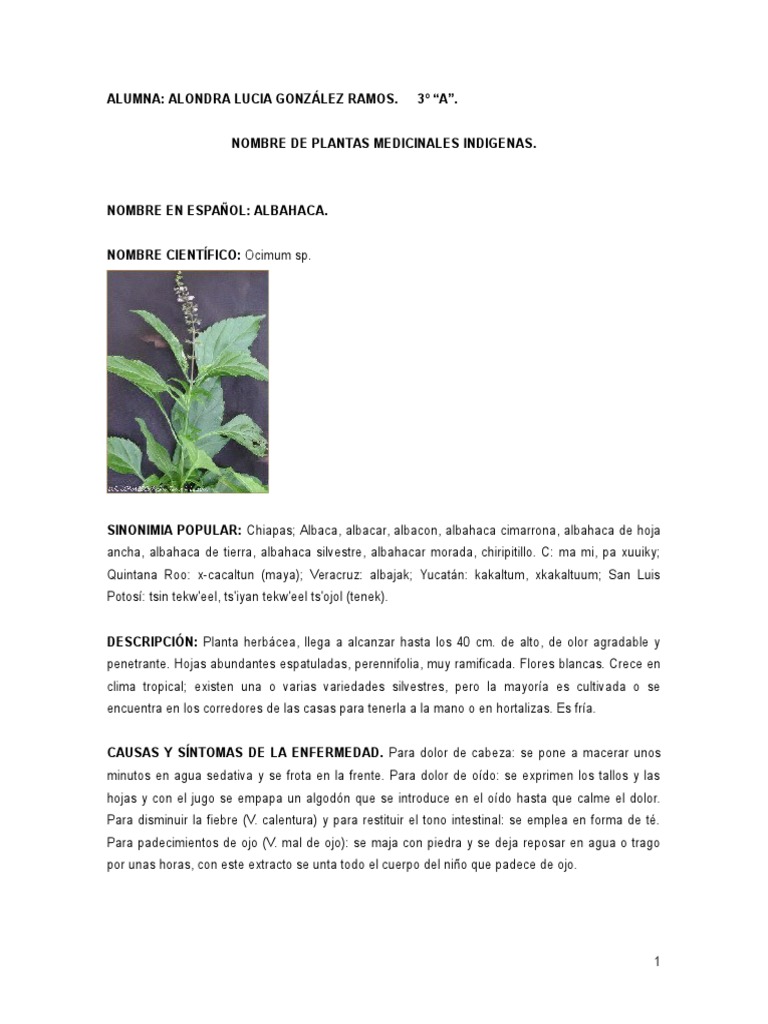 Nombres de plantas medicinales indígenas PDF Romero Té
