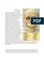 Anatomy of the Face