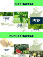 Cucurbitaceae