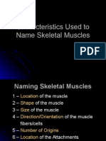 1-Characteristics Used To Name Skeletal Muscles