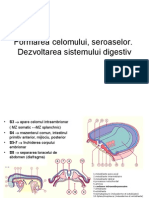 Formarea Celomului, Seroaselor - Dezvoltarea Sistemului Digestiv