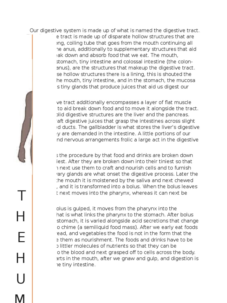 Digestive system essay pdf picture