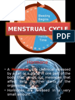 Menstrual Cycle