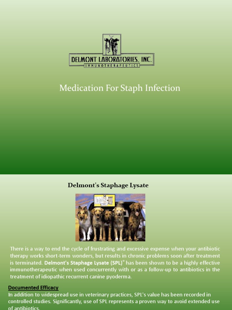 Medication for Staph Infection T Helper Cell Phagocyte