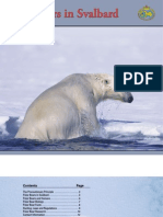 Polar Bears Svalbard