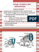 Embriologi Ekstremitas Dan Vertebra