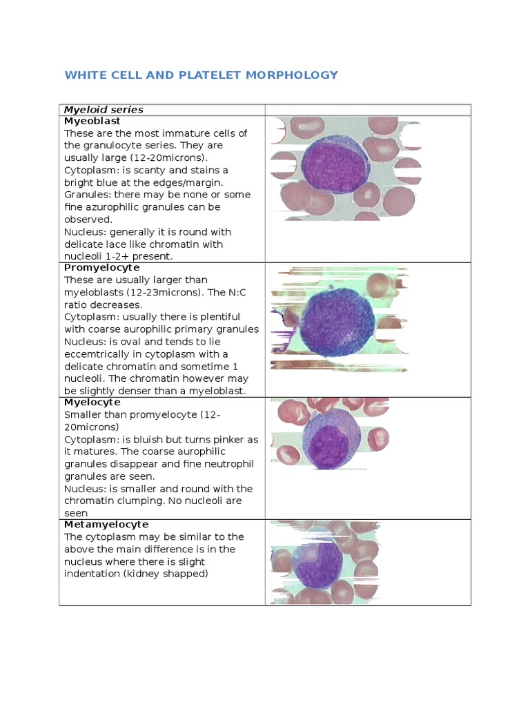 White Cell And Platelet Morphology White Blood Cell Anatomy