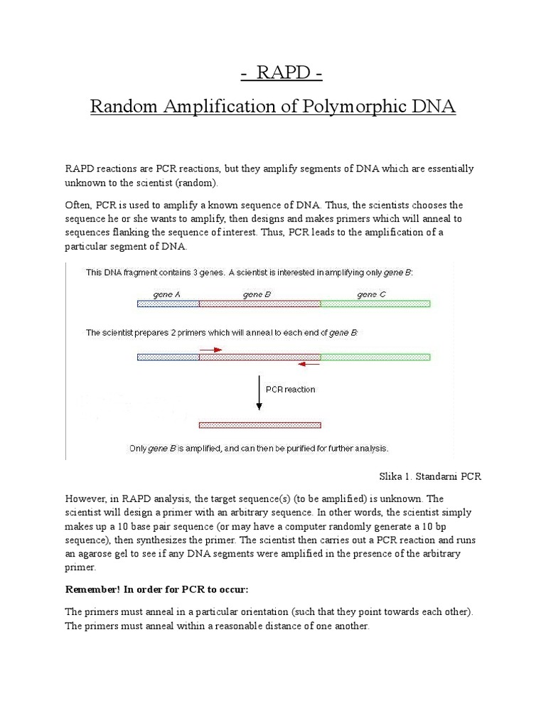 Rapd - Random Amplification of Polymorphic DNA: Remember! in Order For ...