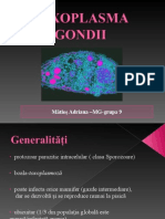 Toxoplasma gondii