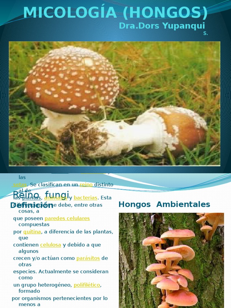 MICOLOGÍA (HONGOS) Hongo Organismos Prueba gratuita