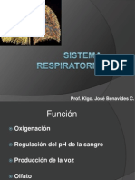 Anatomia Del Sistema Respiratorio