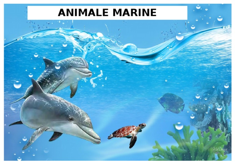 Acvatic 1 | PDF