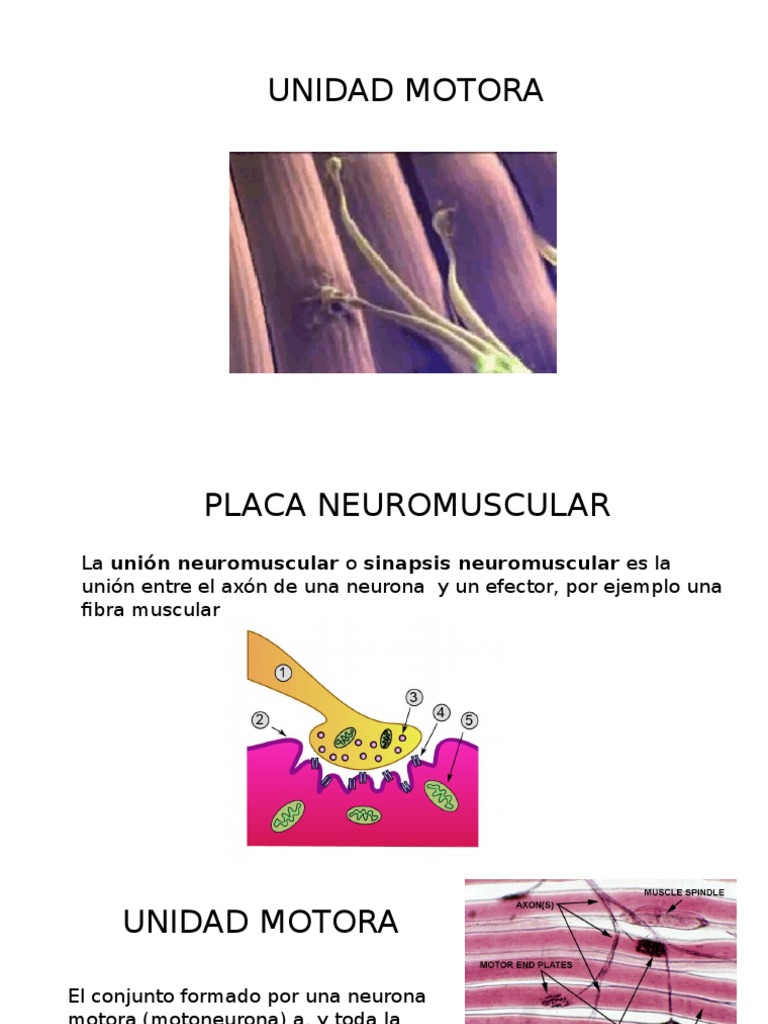Unidad Motora Unión neuromuscular Sinapsis