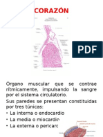 aparato circulatorio; histologia