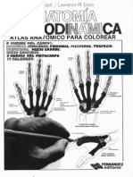 Anatomia Cromodinamica