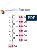 Beta Oxidacion y Cuerpos Cetonicos