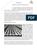 Produccion de Fresas en Sistemas Hidroponicos PDF