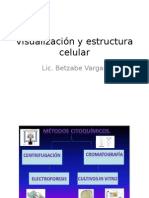 Visualización y Estructura Celular