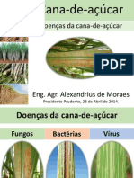 Doenças da cana-de-açúcar: fungos, bactérias e vírus