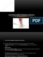 Anatomi Tungkai Bawah