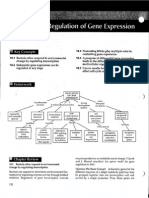 Ch. 18 Regulation of Gene Expression