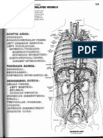 Aorta, Branches, and Related Vessels