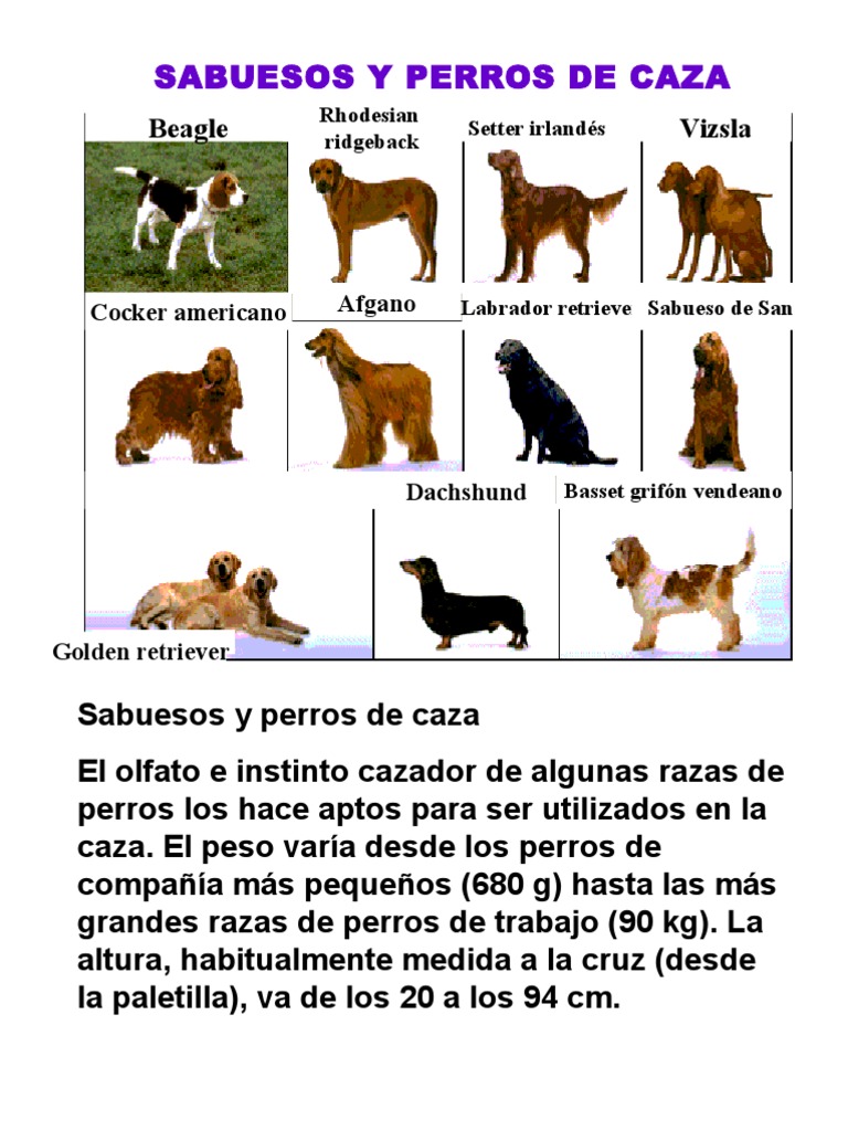 Perros Sabuesos | PDF, image size:768x1024
