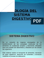 Sistema Digestivo