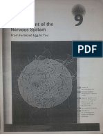 Development of the Nervous System