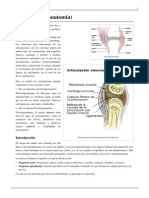 Articulación (Anatomía)