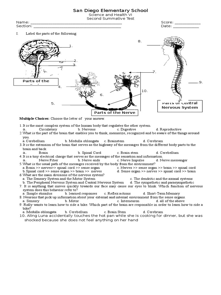 worksheet Central Nervous System Worksheet central nervous system worksheet doc summative test 2 1 doc