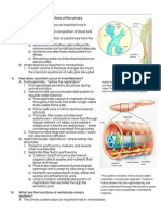 Chapter 31 - Urinary System