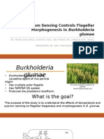 Quorum Sensing Controls Flagellar Morphogenesis in Burkholderia