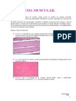 El Sistema Muscular 1