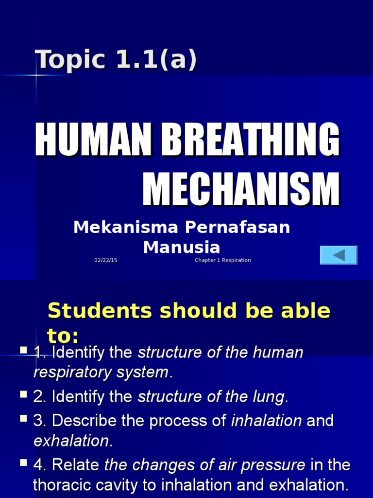 1.1 Human Breathing Mechanism (A) | PDF | Respiratory System | Lung