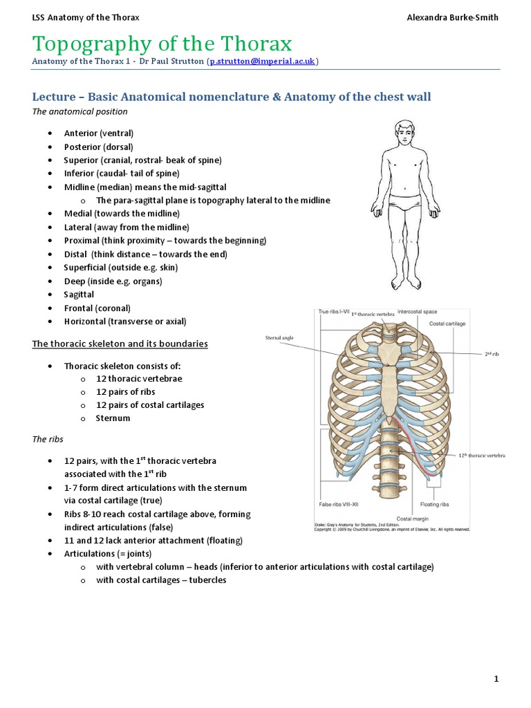 Anatomy of the Thorax Overview | PDF | Vertebra | Aorta