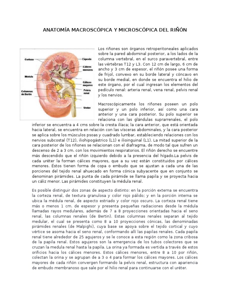 Anatomía del Riñón y Nefrona | PDF | Riñón | Órgano (anatomía)