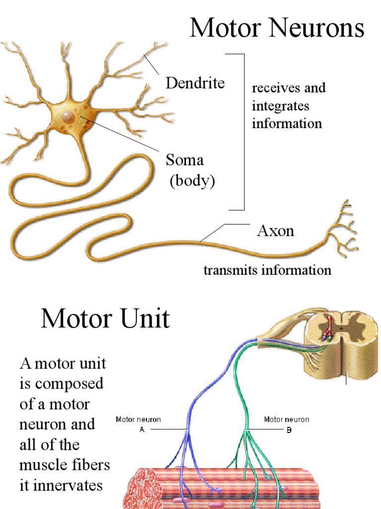 Muscle Spindle by CK Neuron Muscle