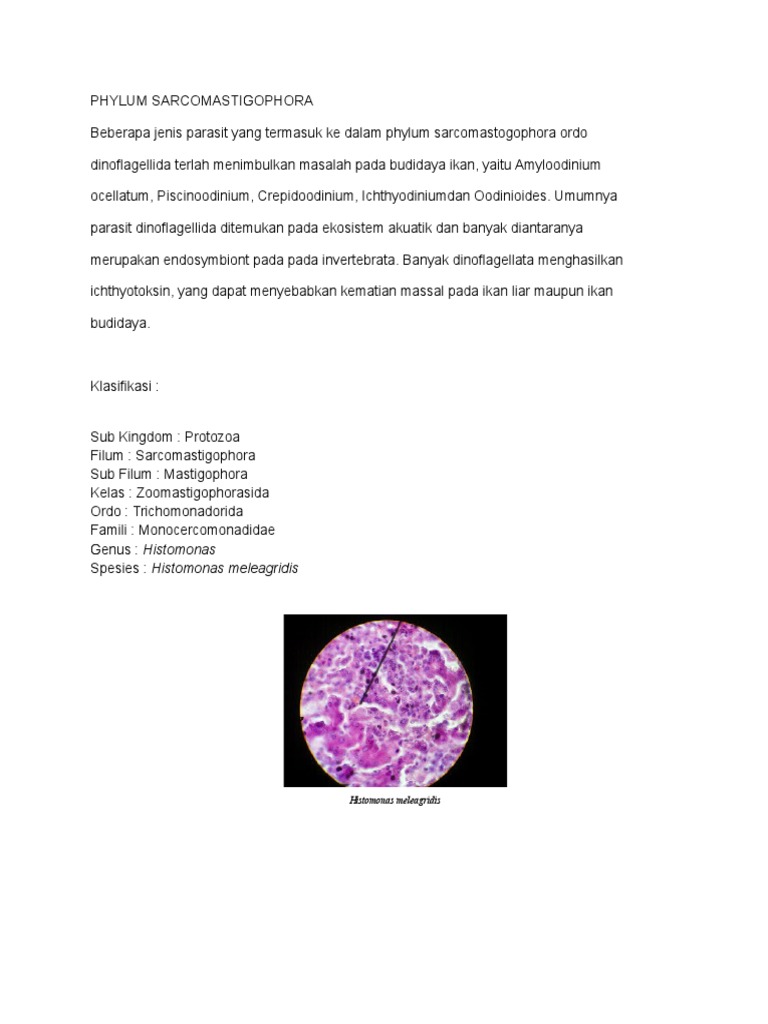 Phylum Sarcomastigophora | PDF