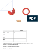 Blood Vessel Diagram