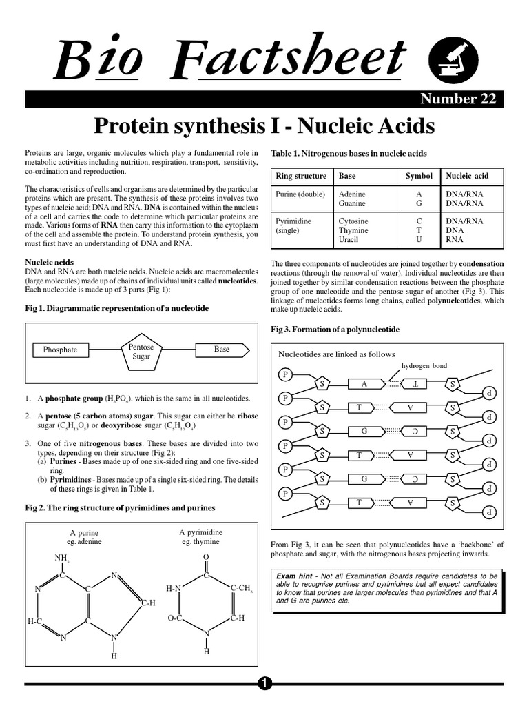 Understanding DNA and RNA in Protein Synthesis | PDF