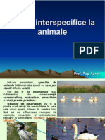 lectie_12_bis_relatii_interspecifice_la_animale._relatii_intraspecifice. (1).ppt