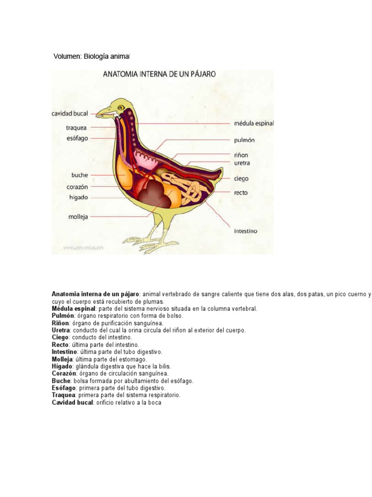 Anatomia Interna de Un Pájaro Pollo Huevo