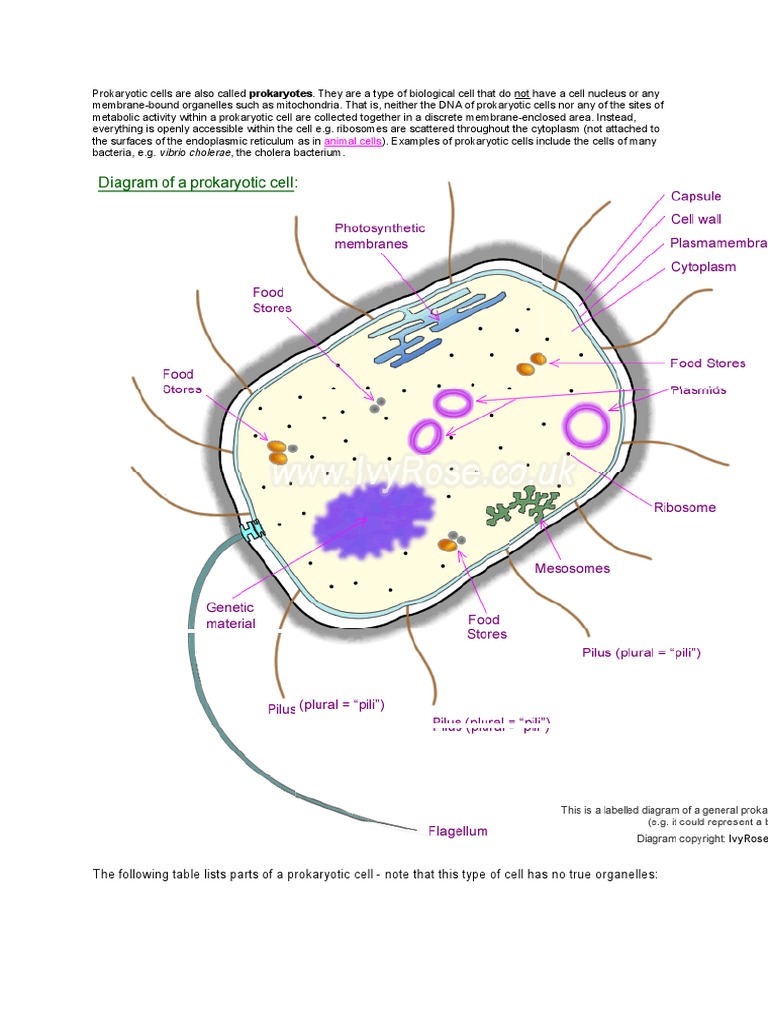 Overview of Prokaryotic Cell Structure | PDF | Cellular Respiration ...